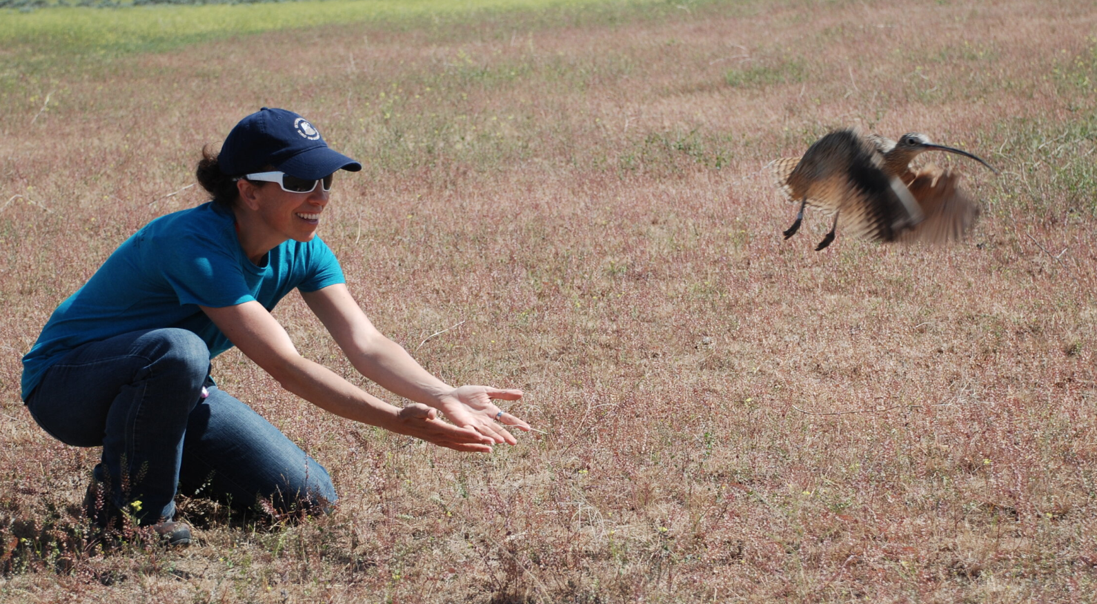 Curlew Conservation