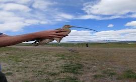 Curlews Outside the Classroom