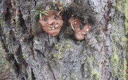 Tree Faces